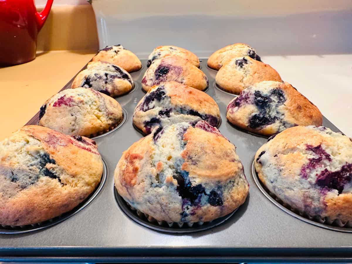 Muffin tin with baked wild blueberry muffins.