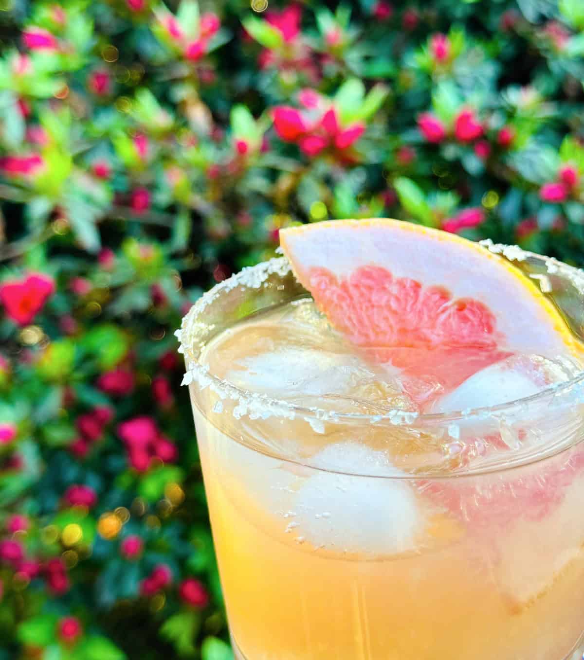 Paloma in an old fashioned glass with a salted rim held in front of a large green shrub blooming with bright pink flowers.