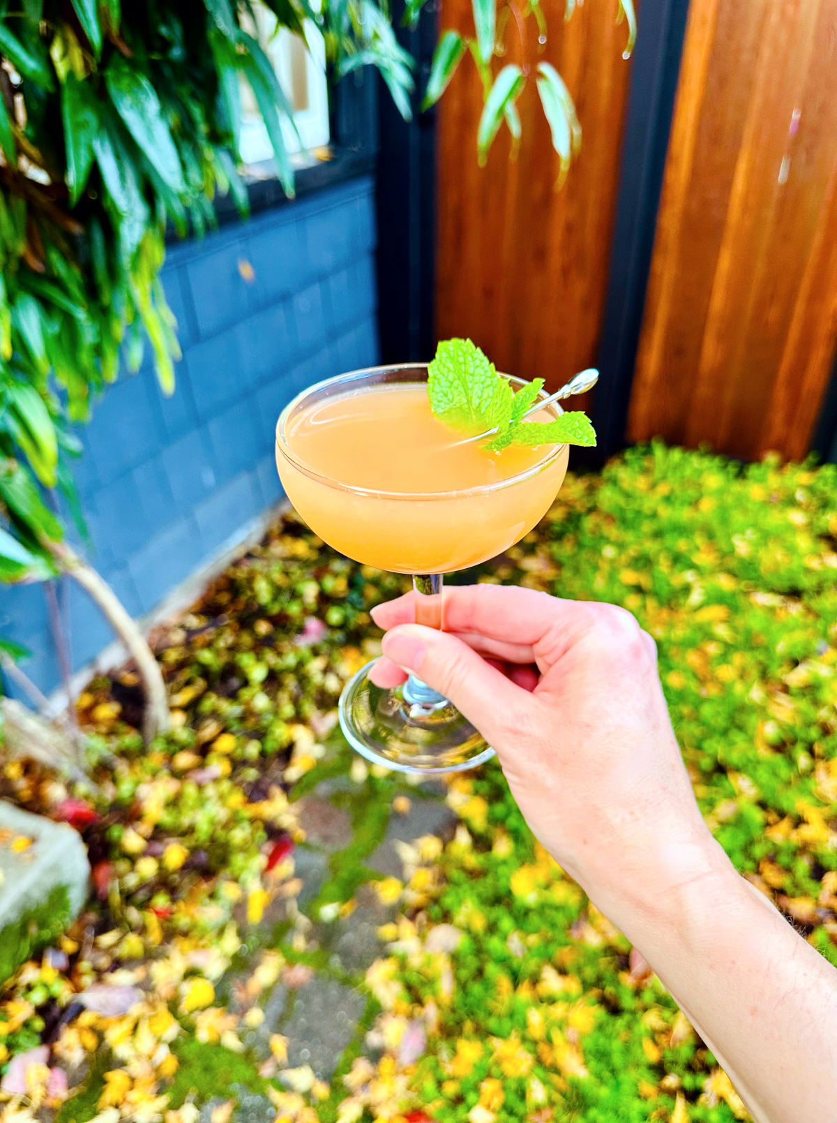 Glinda cocktail garnished with mint in a coupe glass being held outdoors next to a blue house with yellow leaves on the ground.