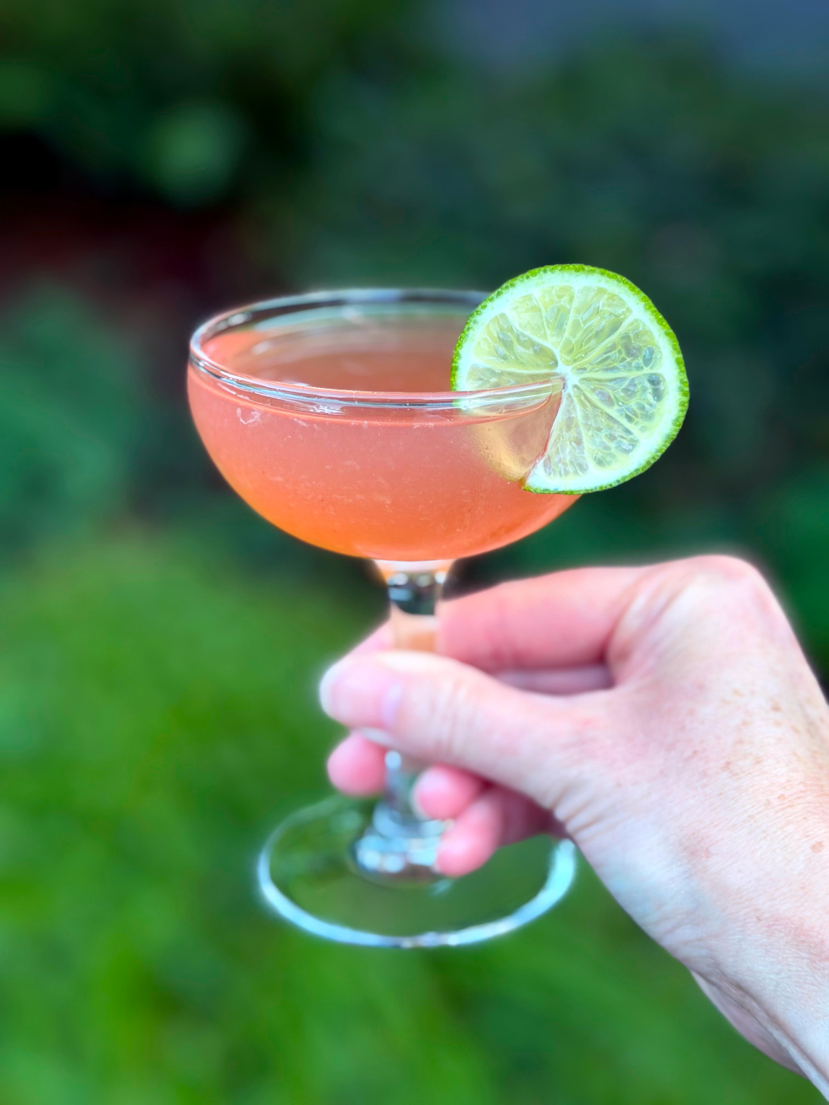 Pink daiquiri in a coupe glass, garnished with a lime wheel, being held outdoors in front of some greenery.